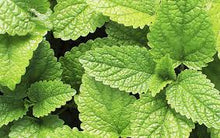 Load image into Gallery viewer, A close-up image of fresh peppermint leaves showing their green color and characteristic shape with a smooth surface.