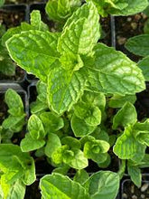 Load image into Gallery viewer, Close up of spearmint plants with lush green leaves.