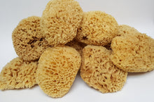 Load image into Gallery viewer, Wool Sea Sponge