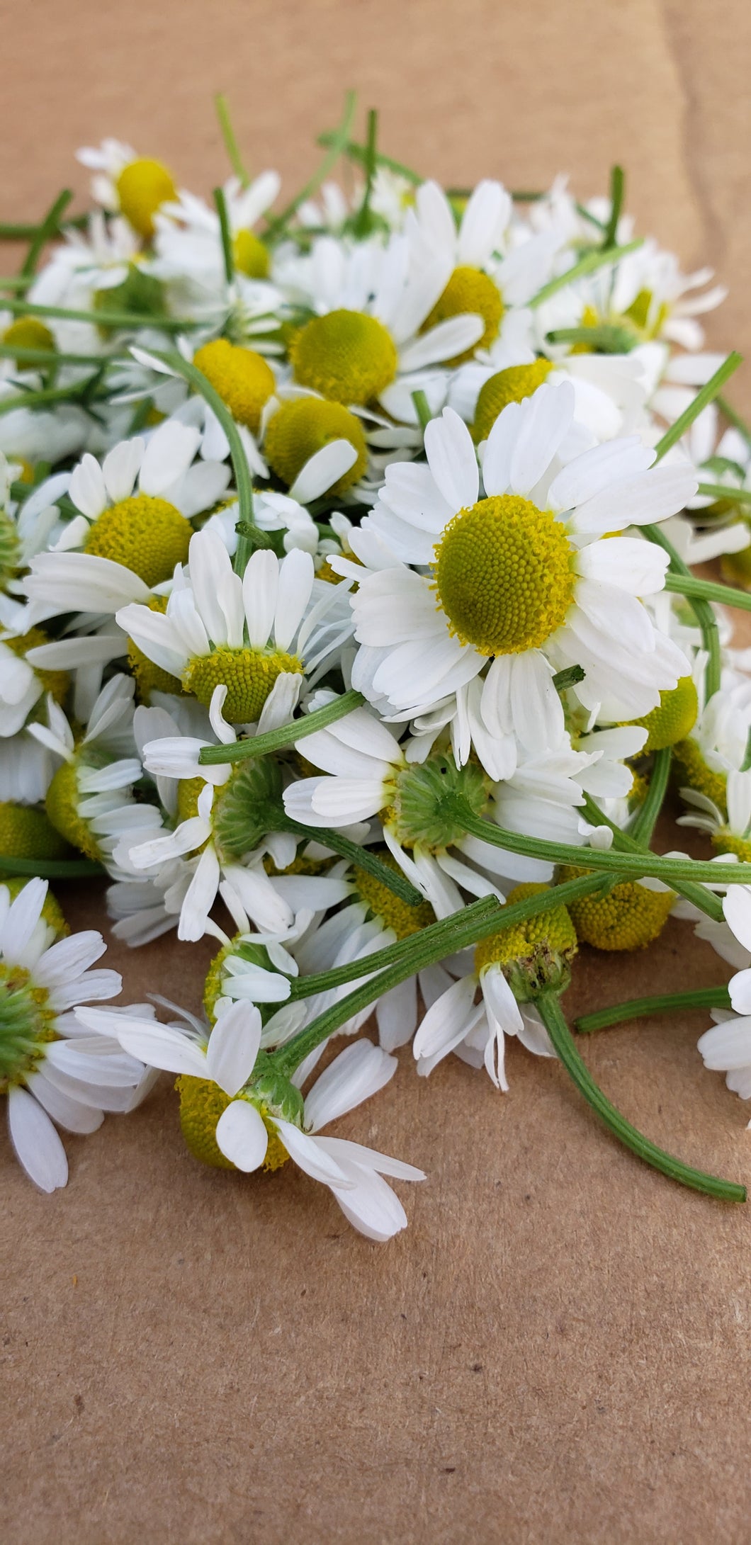 Chamomile Flower Herb - Organic
