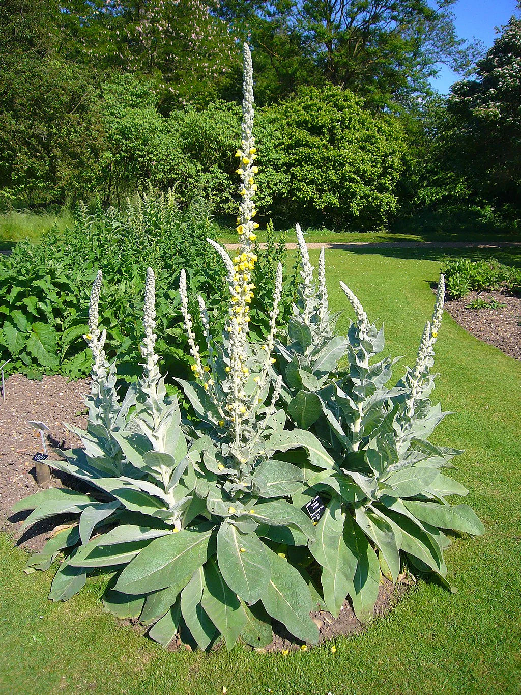 Mullein Leaf - Organic