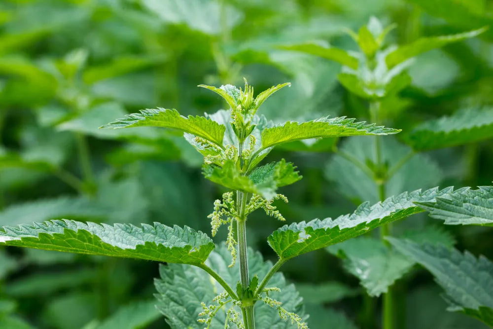 Stinging Nettle Leaf - Organic