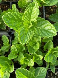Spearmint Leaf, Cut & Sifted, Organic